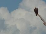Eagle Fishing