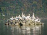 Pelicans