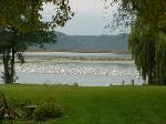Pelicans Passing By
