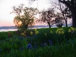 Spring Flower Bed